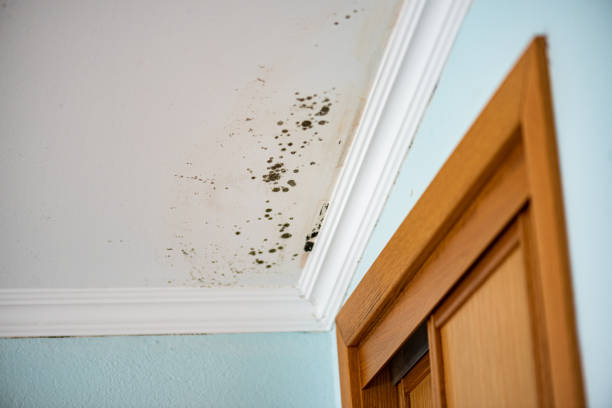 Best Crawl Space Mold Remediation in Mount Olive, MS