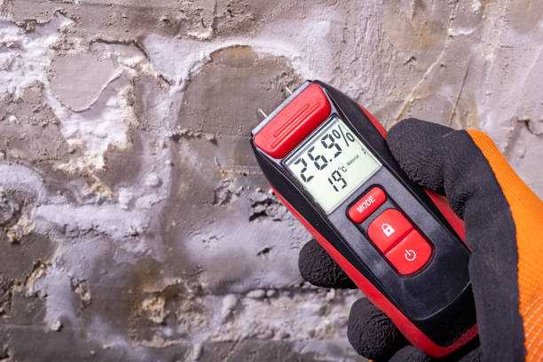 Best Preventive Mold Services in Mount Olive, MS